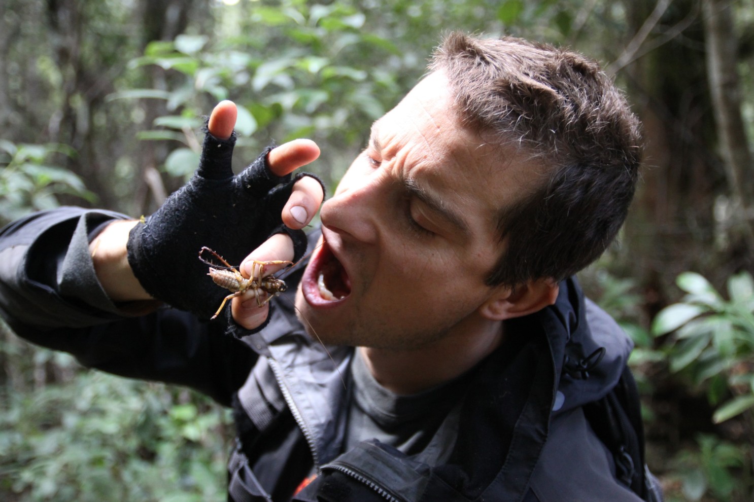 grylls grylls